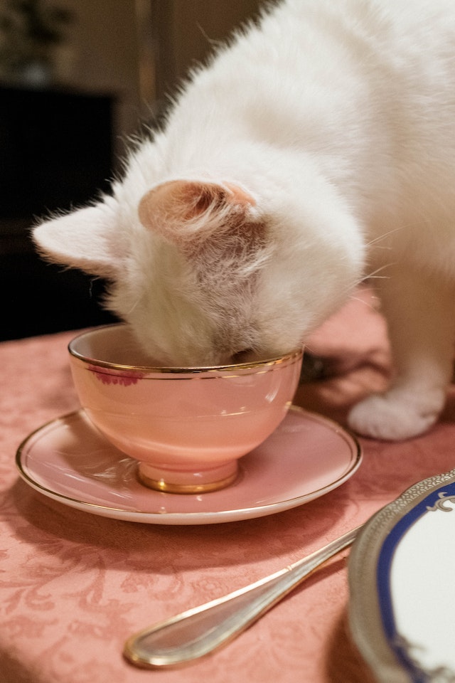 Comment bien nourrir son chat
